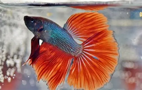 crowntail betta in aquarium