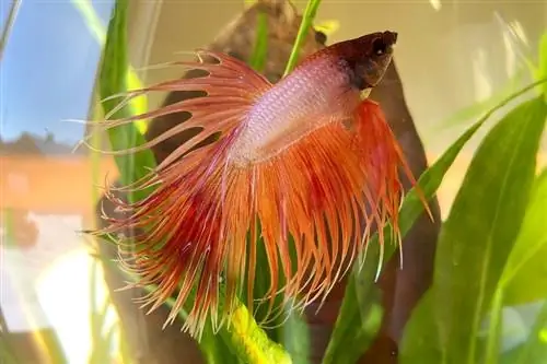 Crowntail Betta Fish: Care, Varieties, Lifespan & Higit pa (may mga Larawan)