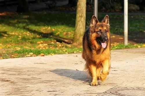 plys frakke schæferhund gående