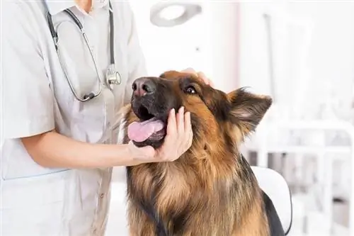 veterinario sosteniendo un pastor alemán