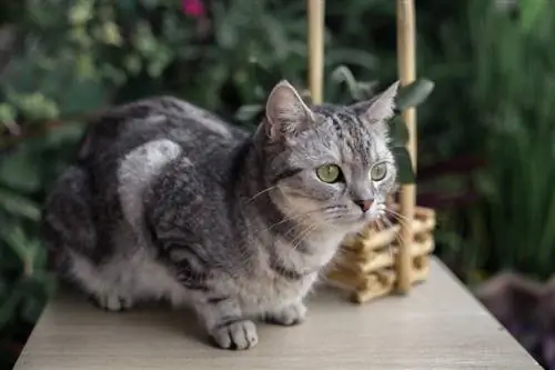 American shorthair miv