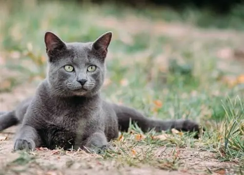 Gato azul russo deitado ao ar livre