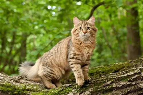 gato siberiano na madeira