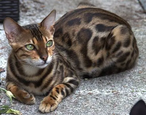 bengal-katt-nærbilde