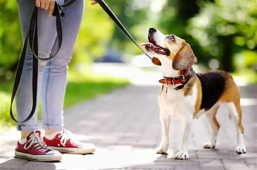 beagle pergi berjalan-jalan dengan pemiliknya