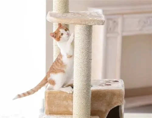 Sisal Rope for Cat Trees – 6 ขั้นตอนง่ายๆ ในการปรับขนาด, ติด & การเปลี่ยน