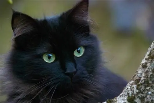 zwarte kat met groene ogen