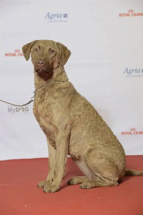 Chesapeake Bay Retriever