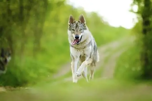 anjing serigala Cekoslowakia muda yang cantik