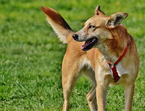 anjing carolina campuran gembala jerman berdiri di luar ruangan