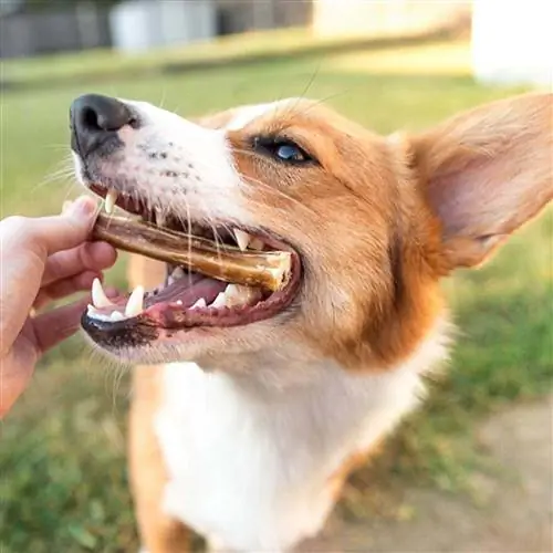 Bully Sticks