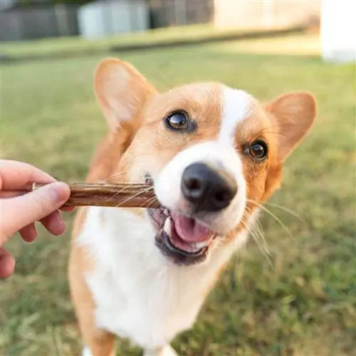 10 bästa bully sticks för hundar 2023 – Recensioner & Toppval