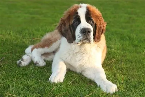 Saint Bernard-hondjie wat op gras lê