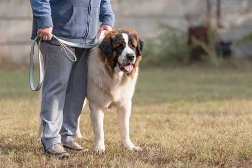 Saint Bernard mbwa na mmiliki katika bustani