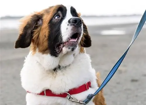 Saint Bernard-hondjie op die strand