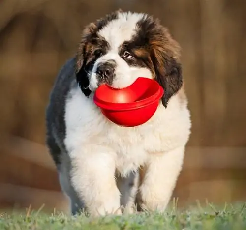 saint bernard avec un bol de nourriture vide