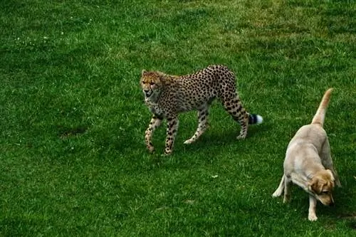 Hund og gepard kommer godt overens