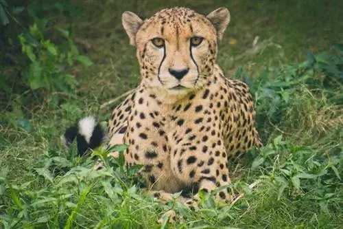 gros plan de guépard dans l'herbe