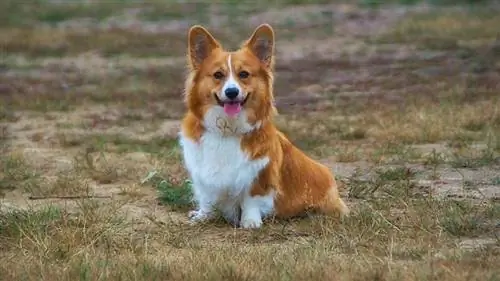 corgi galés