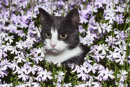 swart en wit kat in 'n veld van pers blomme