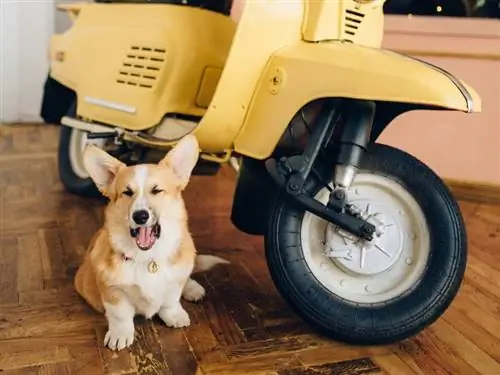 ¿Los corgis ladran mucho? ¡Lo que necesitas saber