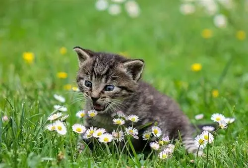 Chaton entouré d'herbe et de fleurs blanches