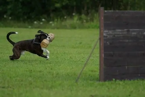 Entrenamiento de perros en carrera de obstáculos