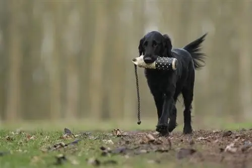 Entrenament de retriever