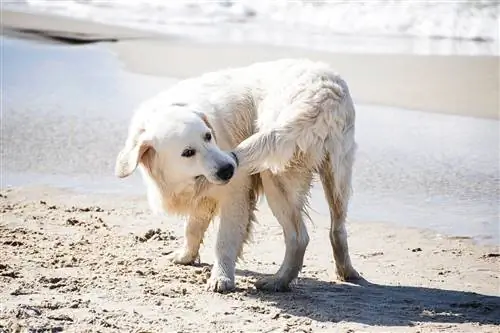 cachorro mordendo o rabo