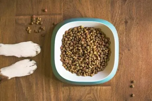 chien montrant ses pattes sur le point de manger de la nourriture pour chien