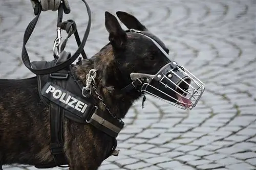 cane poliziotto con museruola e guinzaglio