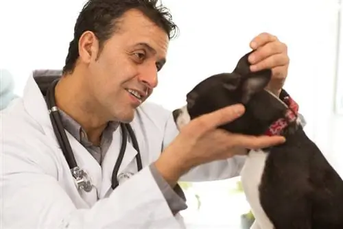 veterinario revisando el perro boston terrier