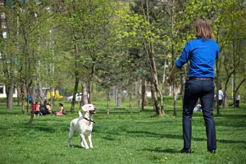 öltönyös férfi parancsol a kutyának