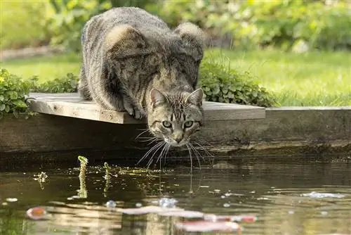 Comment protéger votre étang à poissons des chats (8 méthodes éprouvées)