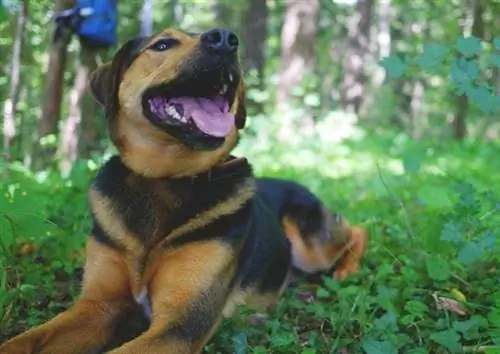 Chien polonais noir et feu