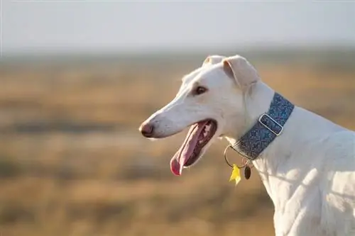 Polish greyhound