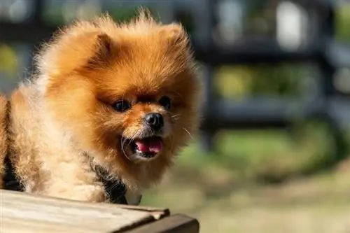 pomeranian