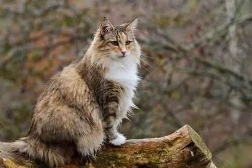 Gato norueguês da floresta sentado em um tronco