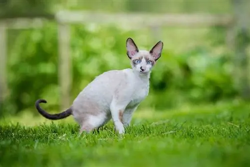 Cornish rex nyob rau hauv cov nyom