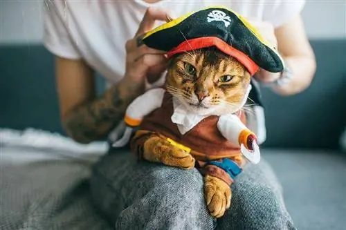 Mais de 325 nomes de gatos piratas: ideias para seu gato saqueador e travesso