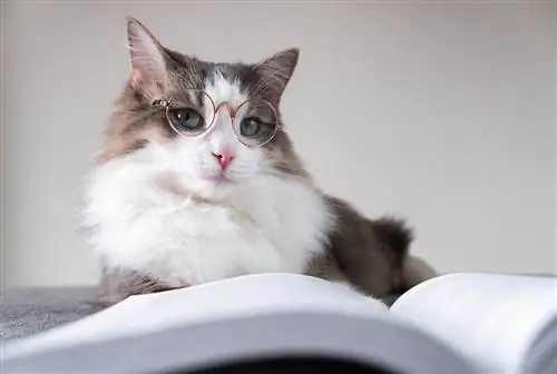 gato en vasos con libro