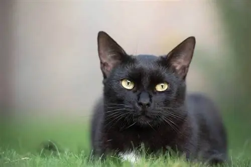 schwarze Katze auf dem Gras