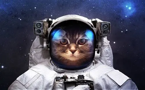 gato astronauta