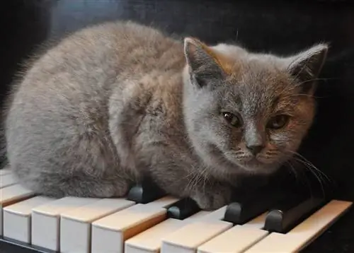 gato cinza no piano