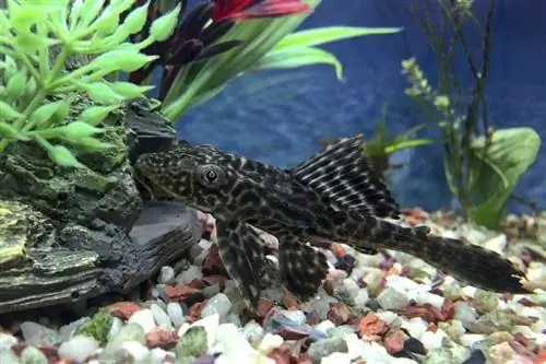 Гипостом plecostomus