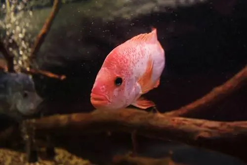 Red devil cichlid sa loob ng tangke