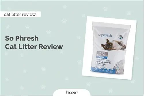 So Phresh Cat Litter Review 2023 – Fördelar, Nackdelar, & Toppval