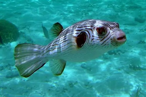 arothron pufferfish