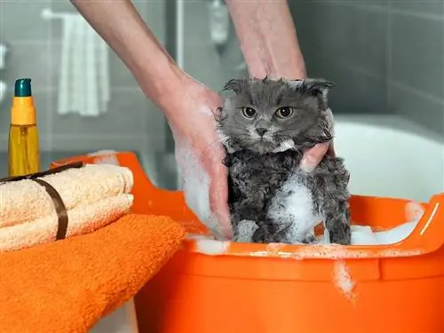 5 ideias caseiras de shampoo para gatos que você pode experimentar hoje