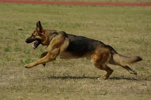 pastor alemán corriendo afuera con la lengua afuera